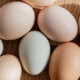 Yumurta Alternatifleri